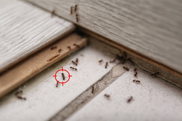 Best Pest Control Near Me  in Richmond West, FL